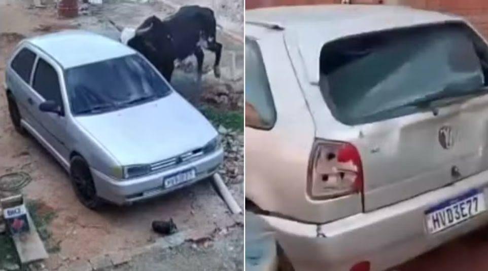 Boi furioso invade casa destrói veículo e assusta moradores