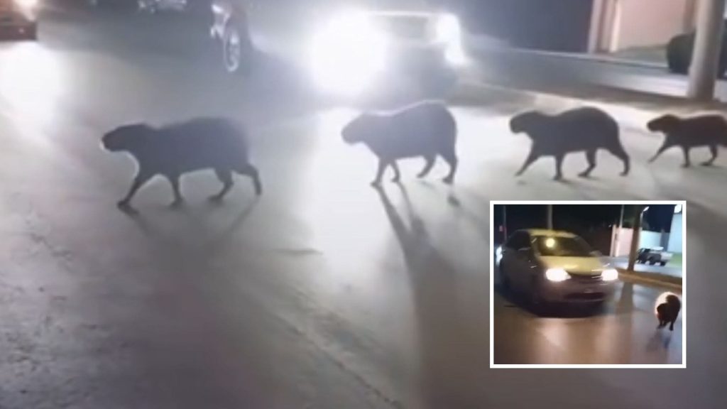 Motorista ignora sinal de pedestres e atropela capivara em frente ao Parque Tia Anair