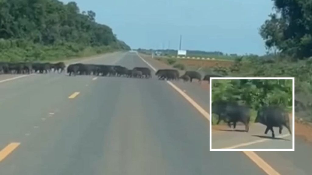 Manada gigante de porcos-do-mato surpreende viajantes em estrada de Querência; veja vídeo