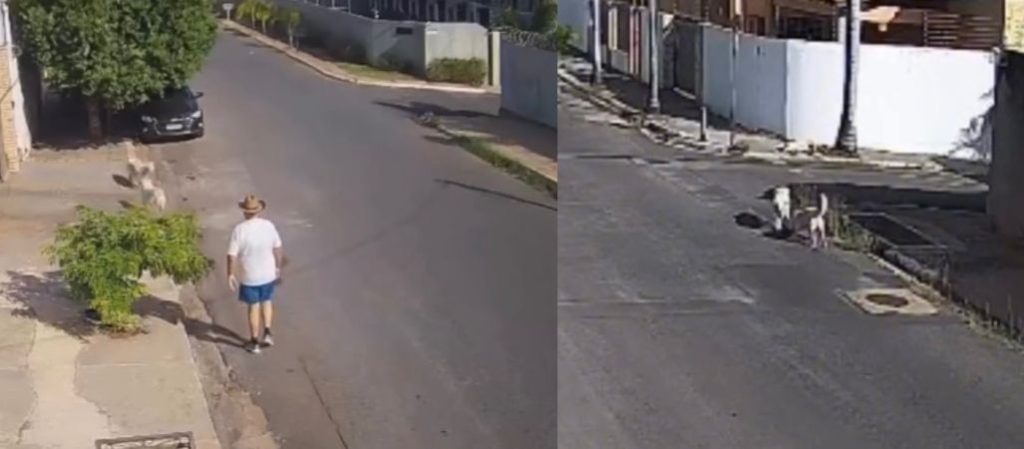 Moradores denunciam tutor que solta cães para atacar gatos