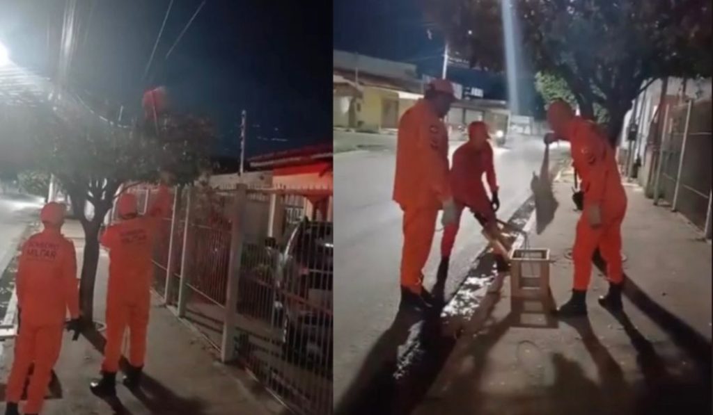 Porco-espinho é flagrado no alto de árvore em pleno centro urbano
