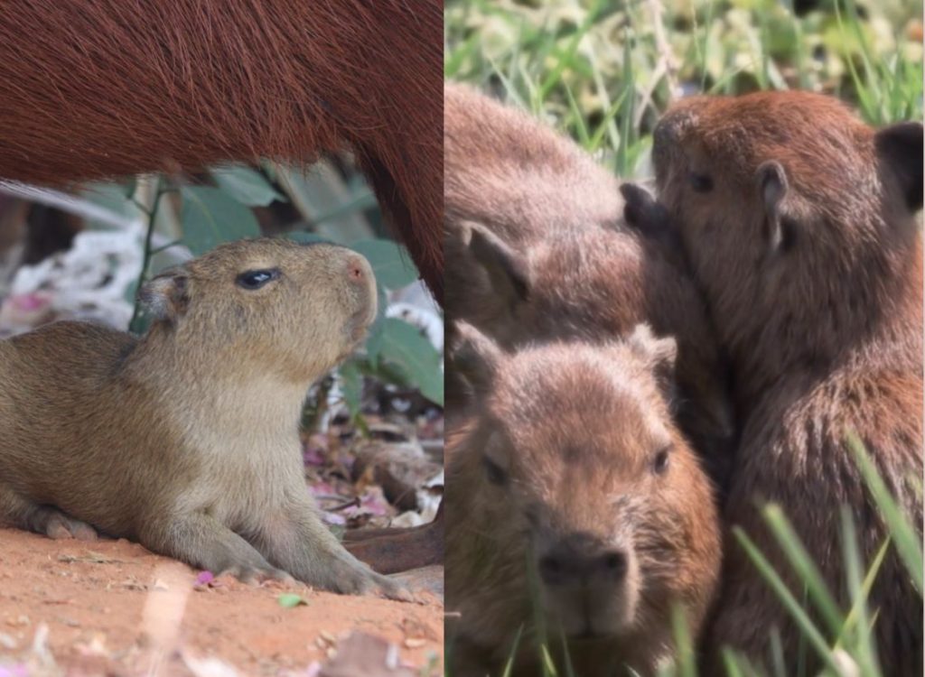filhotes de capivara nascem em pousada