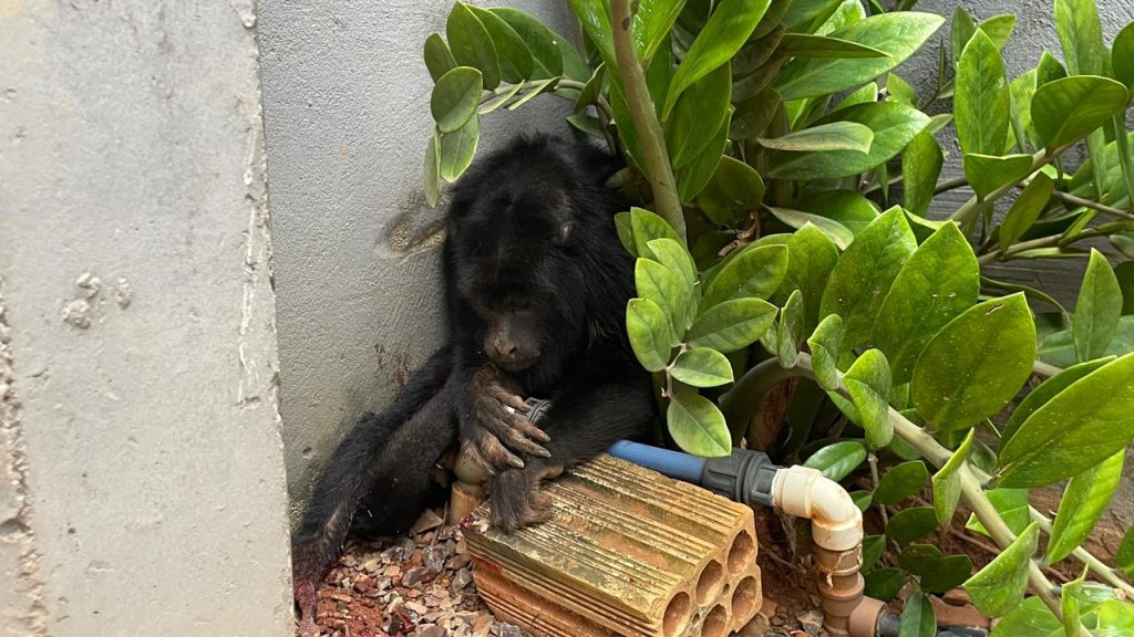 Macaco é atacado por cachorro em Sorriso