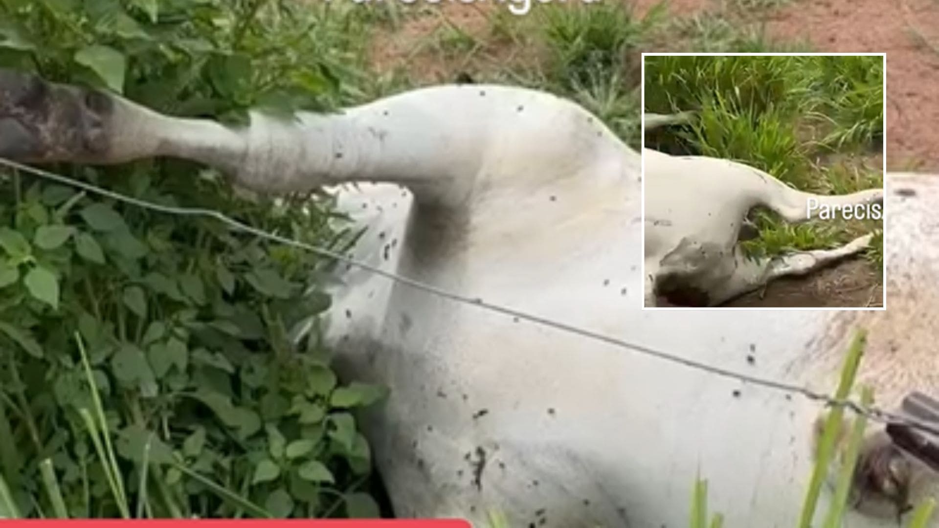 Raio atinge rebanho e mata 13 cabeças de gado em fazenda no interior de Mato Grosso