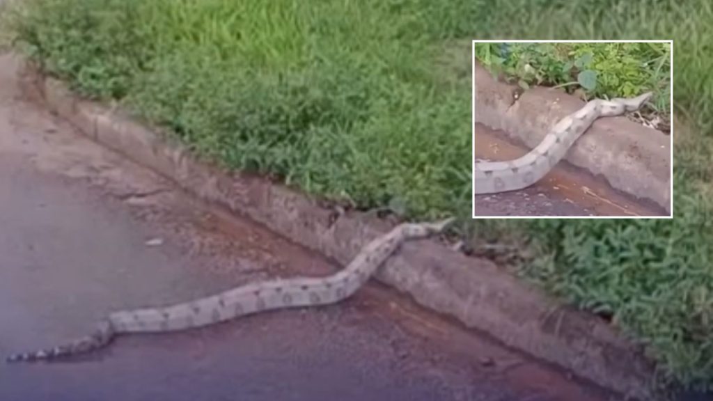 Cobra gigante aparece em bairro de Rondonópolis e mobiliza equipes ambientais; veja vídeo
