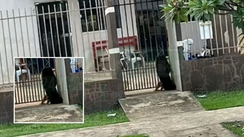 Cachorra morre presa entre grades após se assustar com fogos em Nova Mutum; veja vídeo