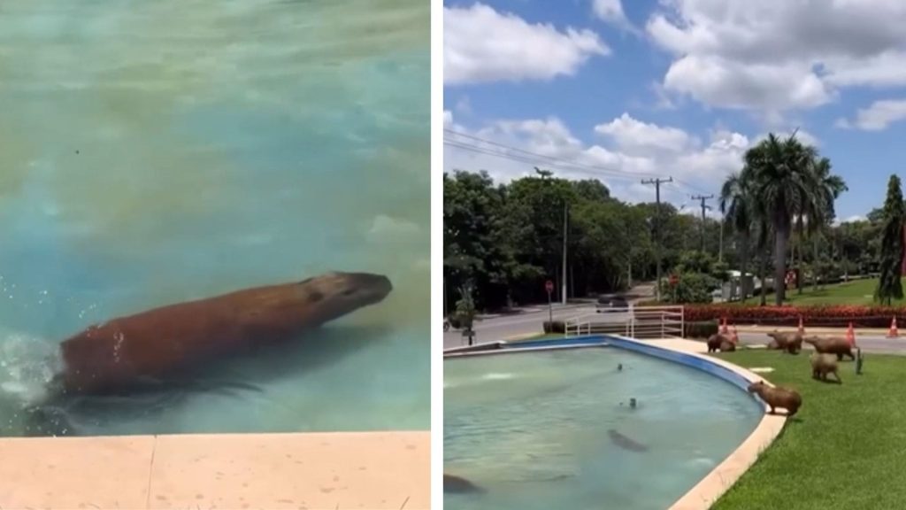 Capivaras usam chafariz da Assembleia para escapar do calor intenso em Cuiabá; veja vídeo