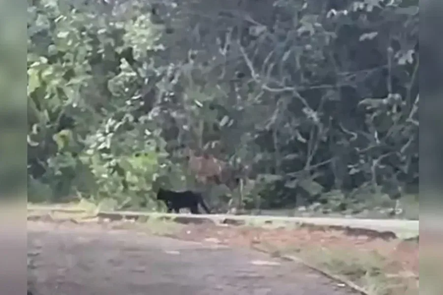 Batalhão Ambiental faz buscas após relato de onça-preta; veja vídeo