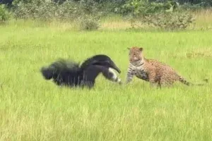 Onça-pintada e tamanduá protagonizam encontro raro no Pantanal; veja vídeo