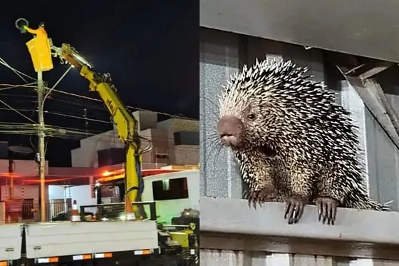 Porco-espinho sobe em poste de 15 metros e mobiliza bombeiros em Lucas do Rio Verde; veja vídeo