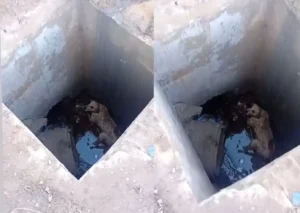 Cachorro cai em bueiro aberto e populares improvisam resgate em avenida movimentada de Cuiabá