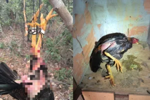 Polícia fecha rinha de galos, resgata 40 animais e prende 12 pessoas em flagrante; veja vídeo