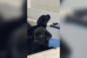 PM recebe 20 filhotes que poderão atuar em operações policiais; veja vídeo
