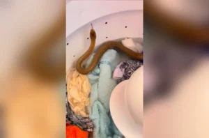 Moradora encontra cobra dentro de máquina de lavar e aciona bombeiros; veja vídeo