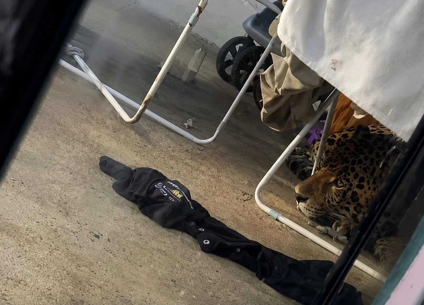 Onça-pintada invade quintal de casa e assusta moradores; Veja vídeo