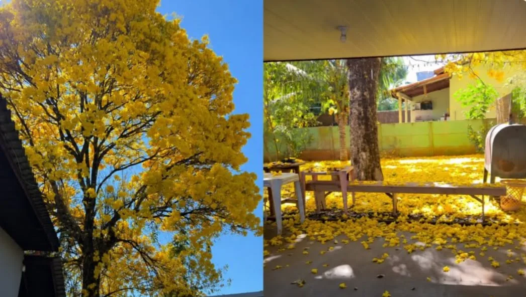 Moradora volta de viagem e encontra quintal completamente florido por ipê-amarelo em Tangará da Serra; veja vídeo
