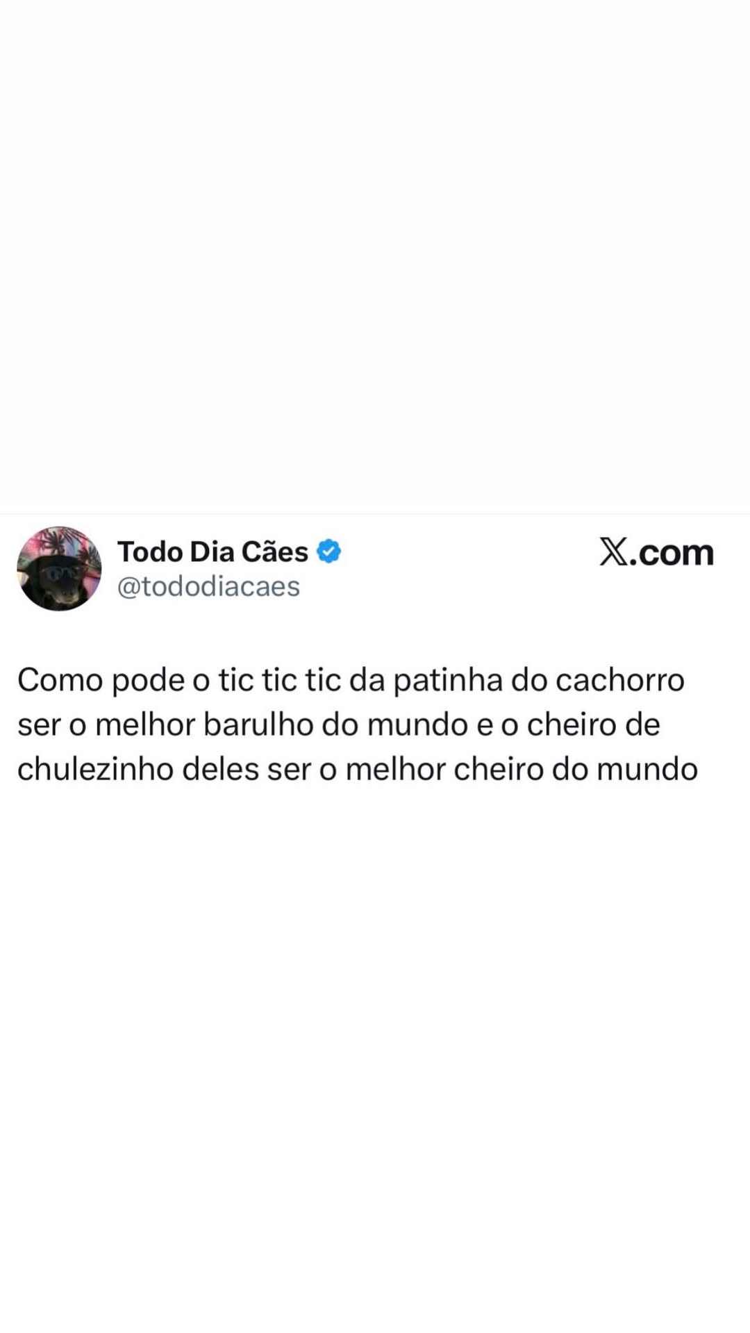 O tic tic das patinhas e o cheiro de chulezinho que só cachorro tem