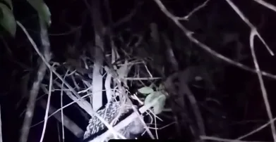 Pescador pensa ter ouvido bebê chorando na mata, mas animal é responsável pelo som assustador; Veja vídeo