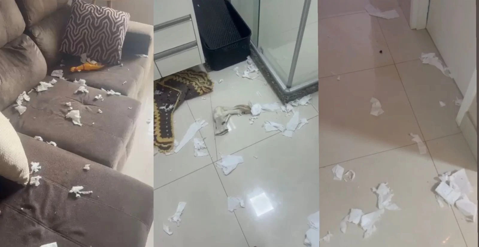 Cachorro apronta durante ausência dos donos e espalha papel higiênico pela casa em Cuiabá; veja vídeo