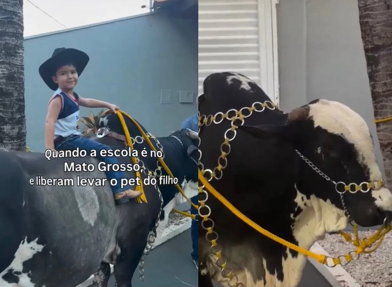 Menino surpreende colegas ao escolher boi como pet durante programação especial em escola de MT; veja vídeo