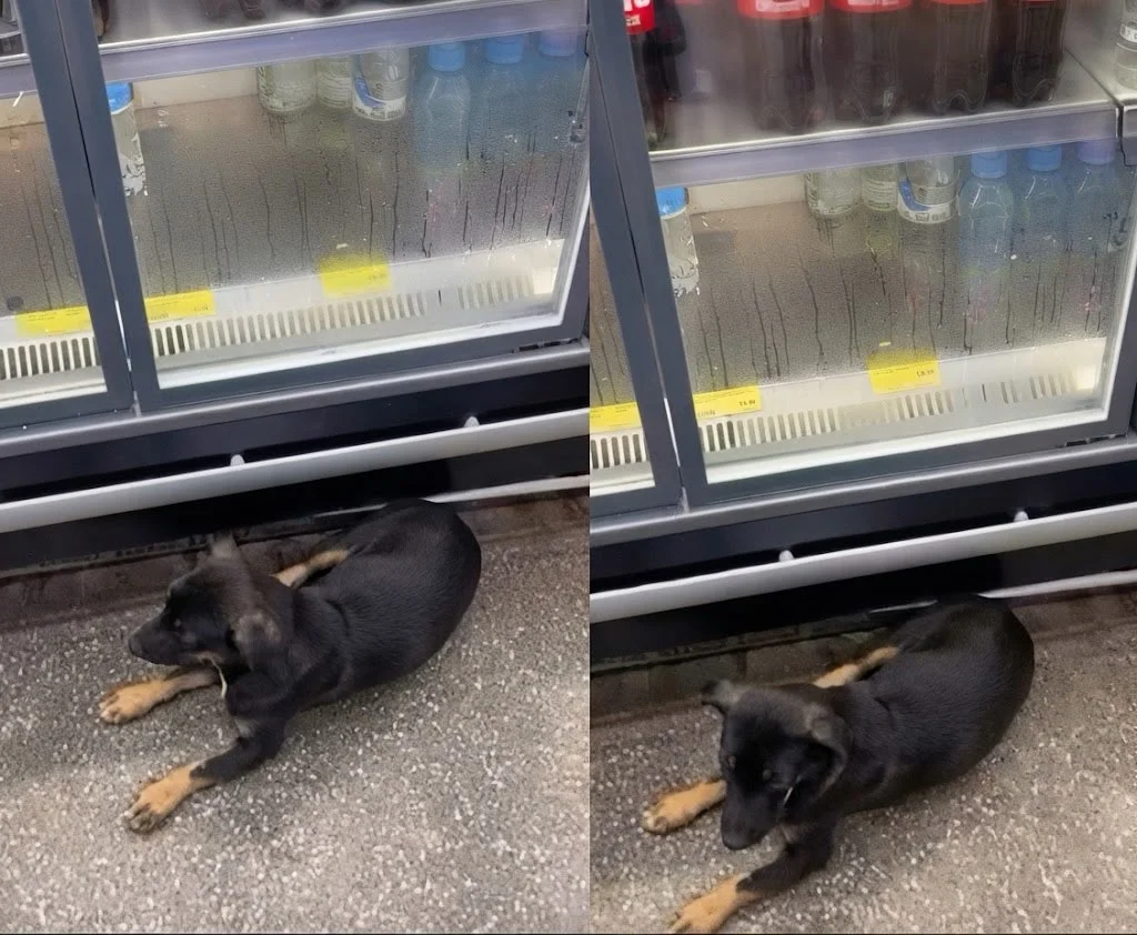 Cachorro se deita na porta dos freezers para escapar do calor em mercado de Cuiabá; veja vídeo