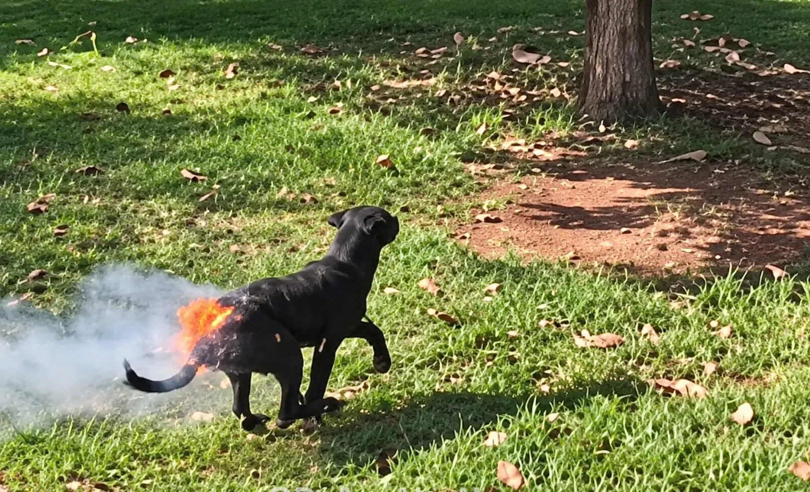 Policiais entram em barraco em chamas e salvam cachorro com queimaduras no DF; veja vídeo