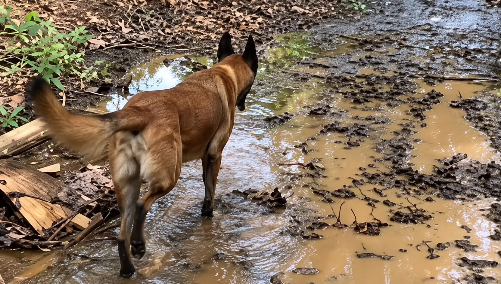 Mulher de 55 anos desaparece em área de mata e é encontrada com vida por cães dos bombeiros em Barra do Garças; veja vídeo