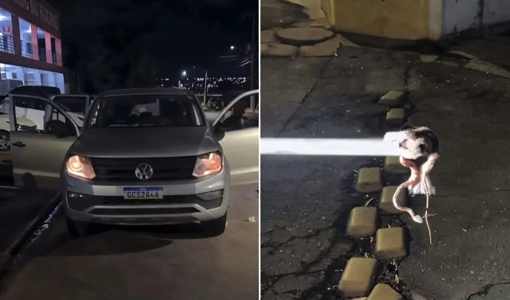 Motorista encontra jararaca escondida no painel de caminhonete em Poxoréu; veja vídeo