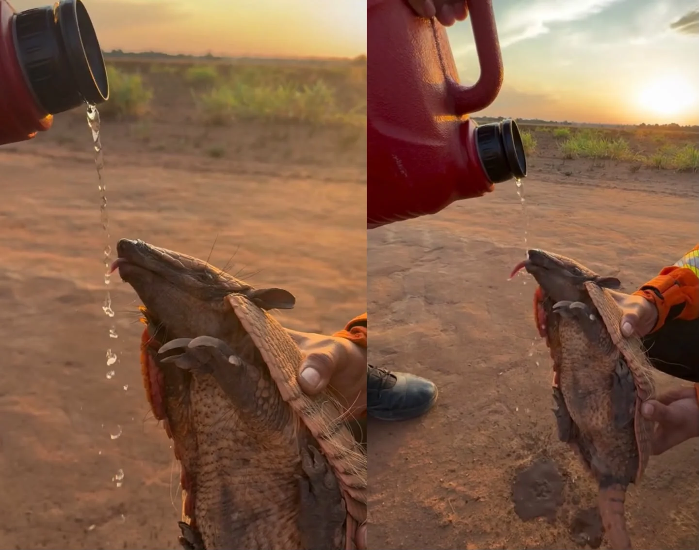 Bombeiros encontram tatu durante combate a incêndio e ajudam animal em Água Boa; veja vídeo