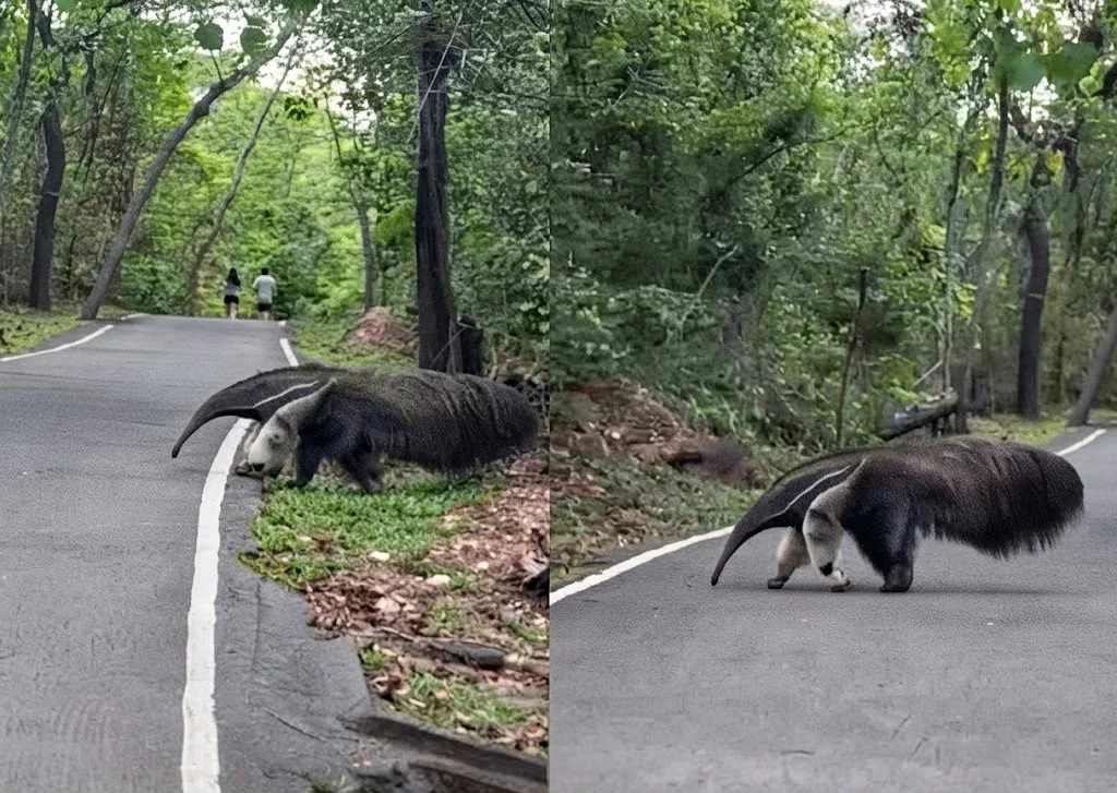 Tamanduá-bandeira atravessa pista de caminhada e surpreende frequentadores no Parque Mãe Bonifácia; veja vídeo