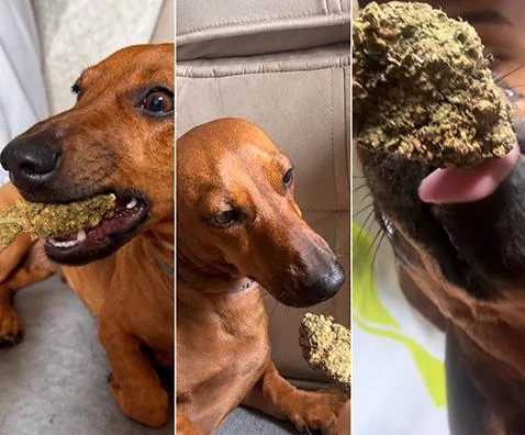 Jovem é detida após gravar vídeo oferecendo maconha a cachorro em Sorriso; veja vídeo