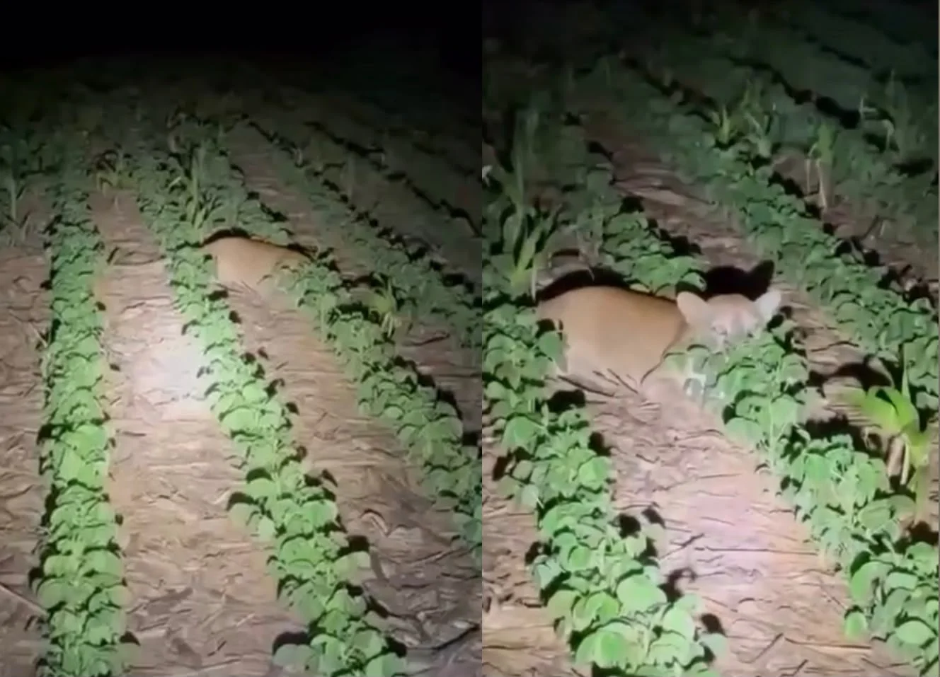 Família flagra onça-parda tentando se esconder em plantação de soja em Querência; veja vídeo