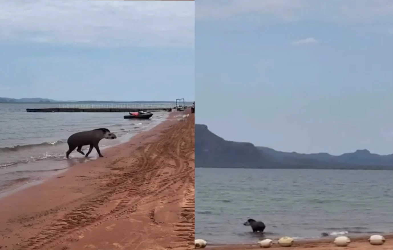 Anta surpreende banhistas ao entrar no Lago do Manso para se refrescar; veja vídeo
