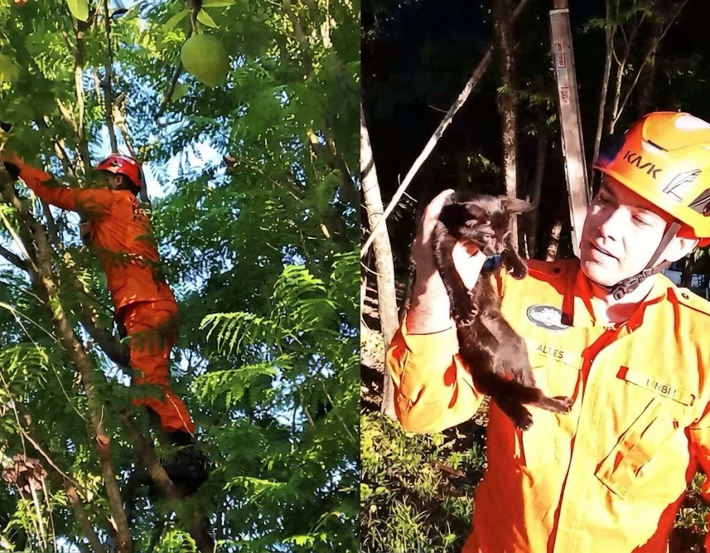Bombeiros sobem em árvore para resgatar filhote de gato preso no alto em Alto Araguaia; veja vídeo