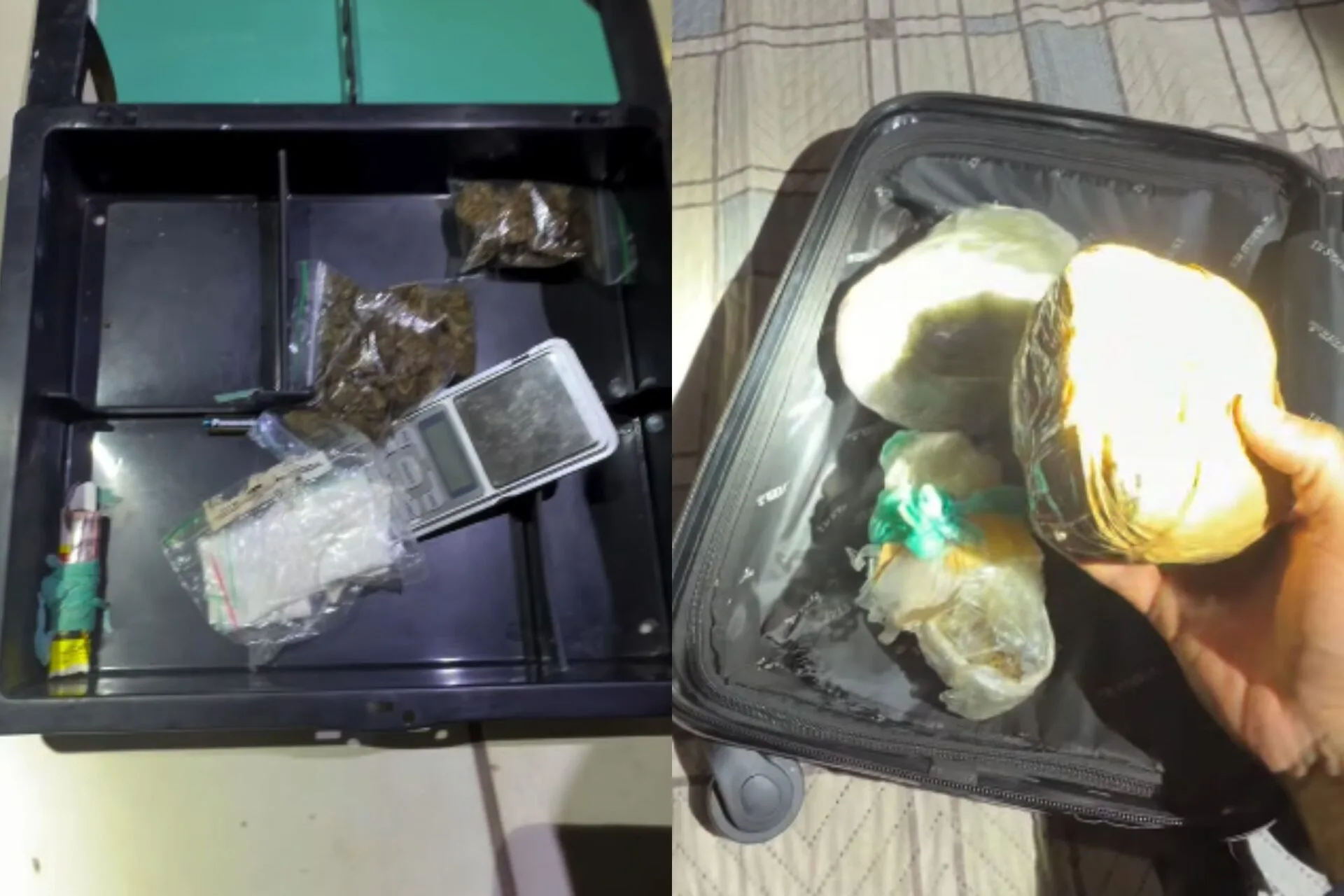 Skunk é encontrado escondido em caixa sob cama durante ação policial; veja vídeo